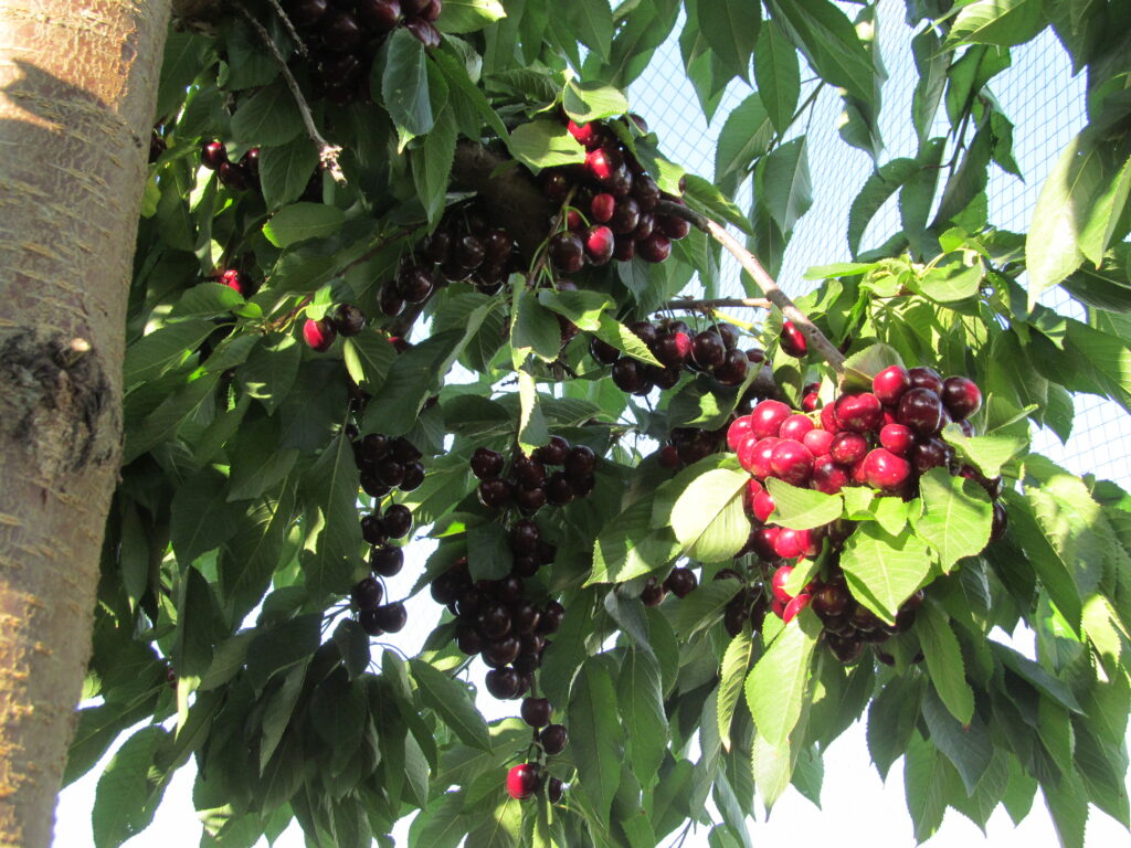 Cherries and Apricots - Brooke Orchards